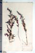 Chenopodium integrifolium Woroshilov