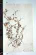 Vicia villosa Roth subsp. varia (Host) Corb.