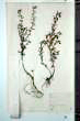 Lythrum hyssopifolia L.