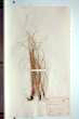 Parapholis strigosa (Dumort.) Hubbard