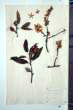 Prunus dulcis (Miller) D.A. Webb