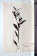 Persicaria maculosa L. (Gray)